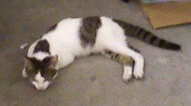 猫……